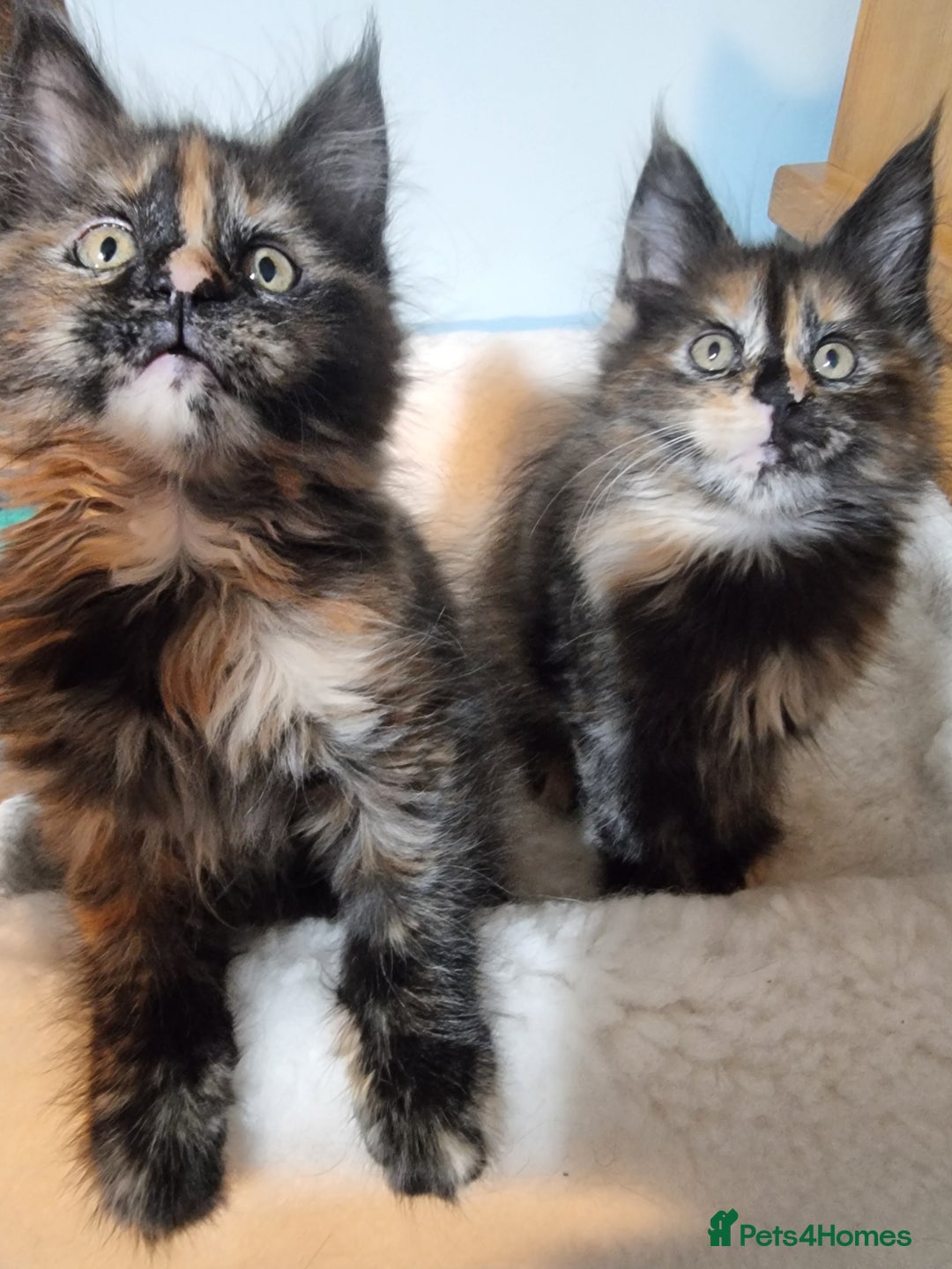 Maine Coon cats for sale: Pedigree GCCF Registered Maincoon Kittens - Image 1