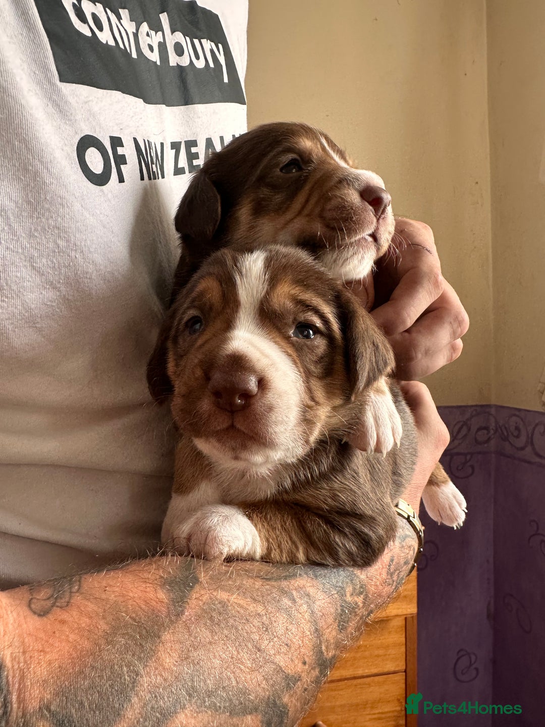 Mixed Breed dogs for sale: Mixbreed beautiful puppies  - Image 5