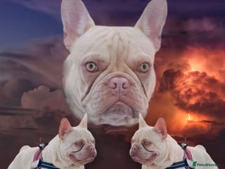 French Bulldog dogs Champagne Charlie new shade Isabella in Hastings - Advert 17