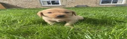 Labrador Retriever dogs for sale: Beautiful kc registered fox red labrador puppies - Advert 11