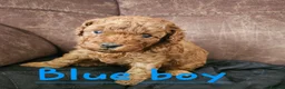 Cockapoo dogs for sale: 🐶 Lovable Teddy Bear red Toy Cockapoo Puppies 🐶  - Advert 12