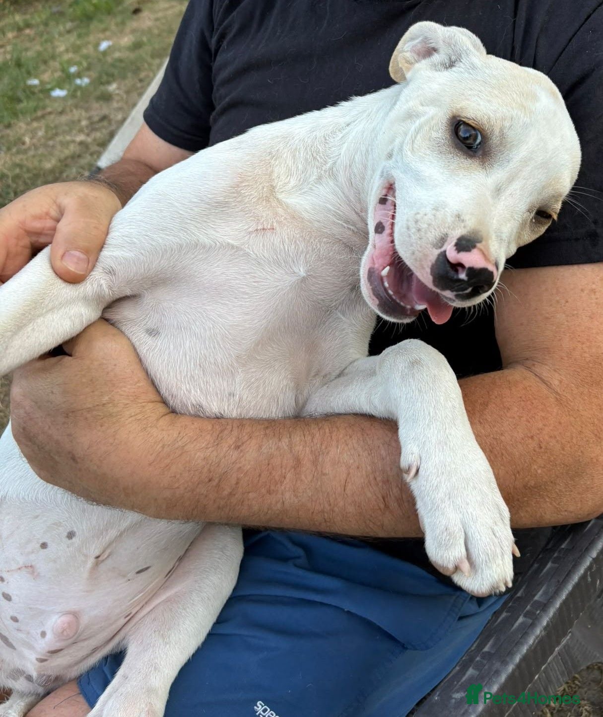 Mixed Breed dogs 🤍 PIPER – The Big Baby Who Was Made for Cuddles❤️ - Advert 1
