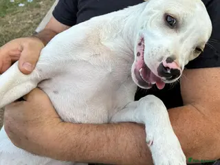 Mixed Breed dogs 🤍 PIPER – The Big Baby Who Was Made for Cuddles❤️ - Advert 1