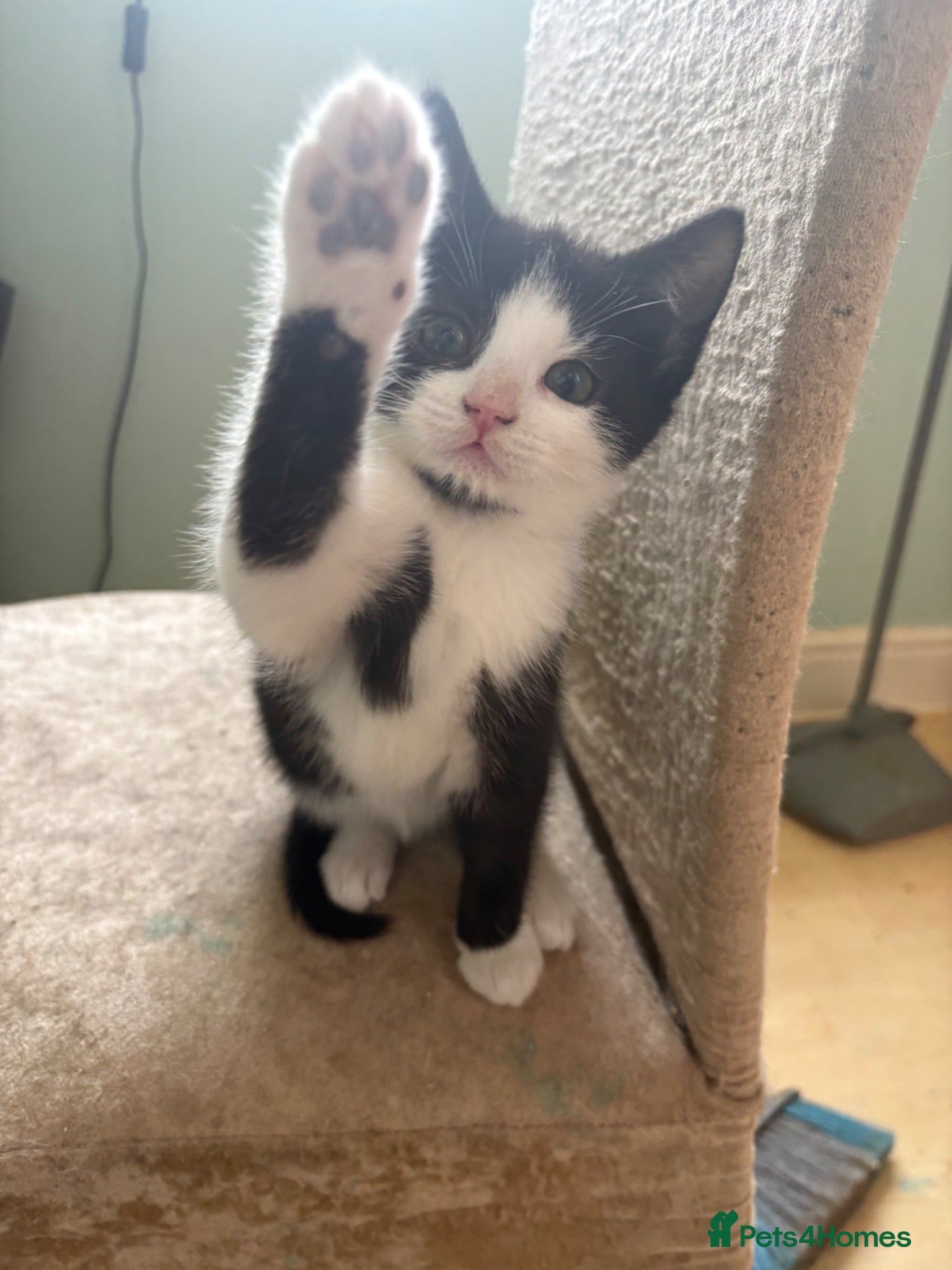 British Shorthair cats READY TO GO! 1 FEMALE black and white kitten! - Advert 15
