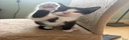 British Shorthair cats for sale: READY TO GO! 1 FEMALE black and white kitten! - Advert 1