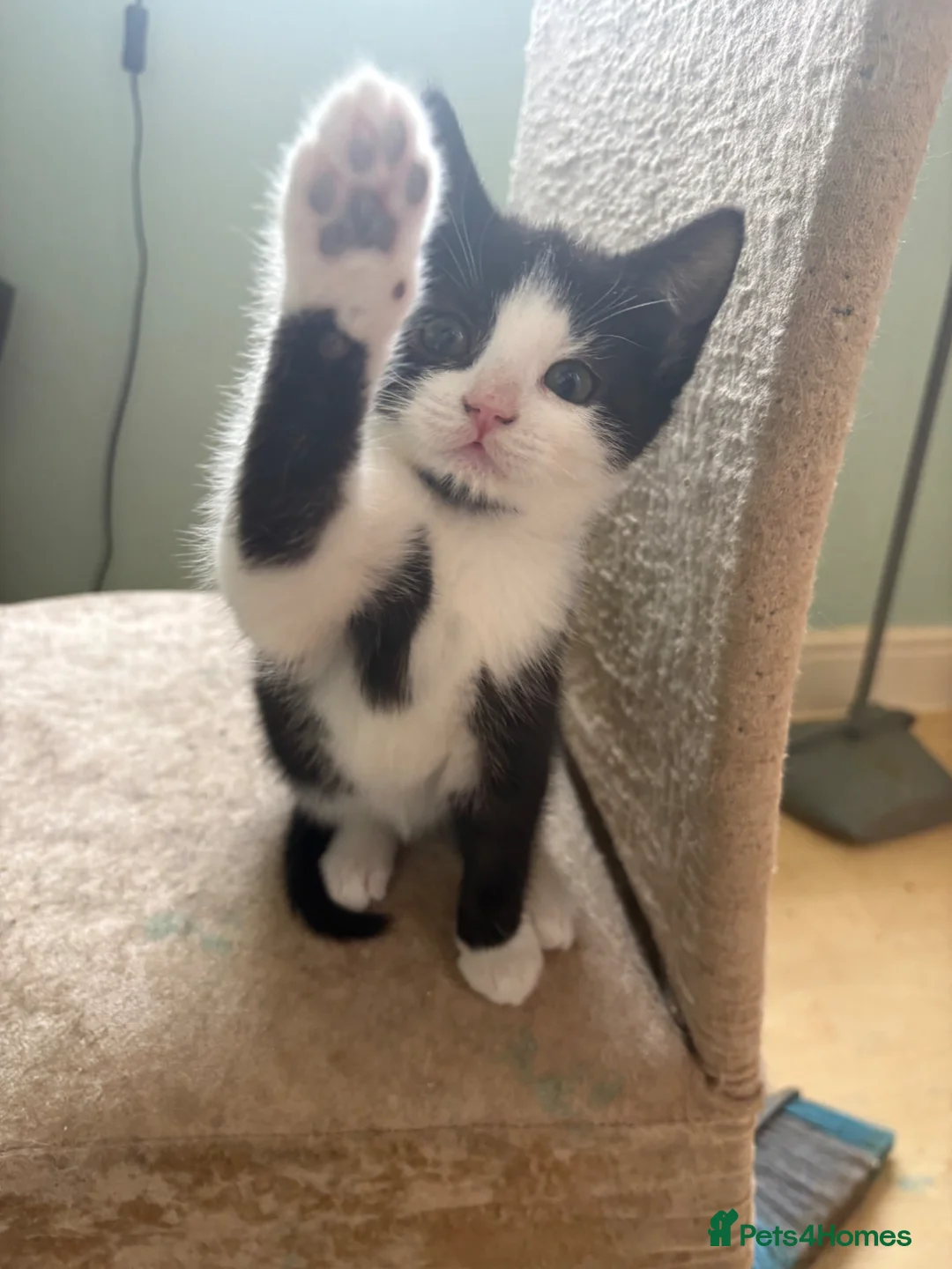 British Shorthair cats for sale: READY TO GO! 1 FEMALE black and white kitten! - Advert 1