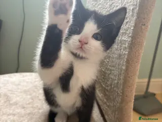British Shorthair cats READY TO GO! 1 FEMALE black and white kitten! - Advert 1
