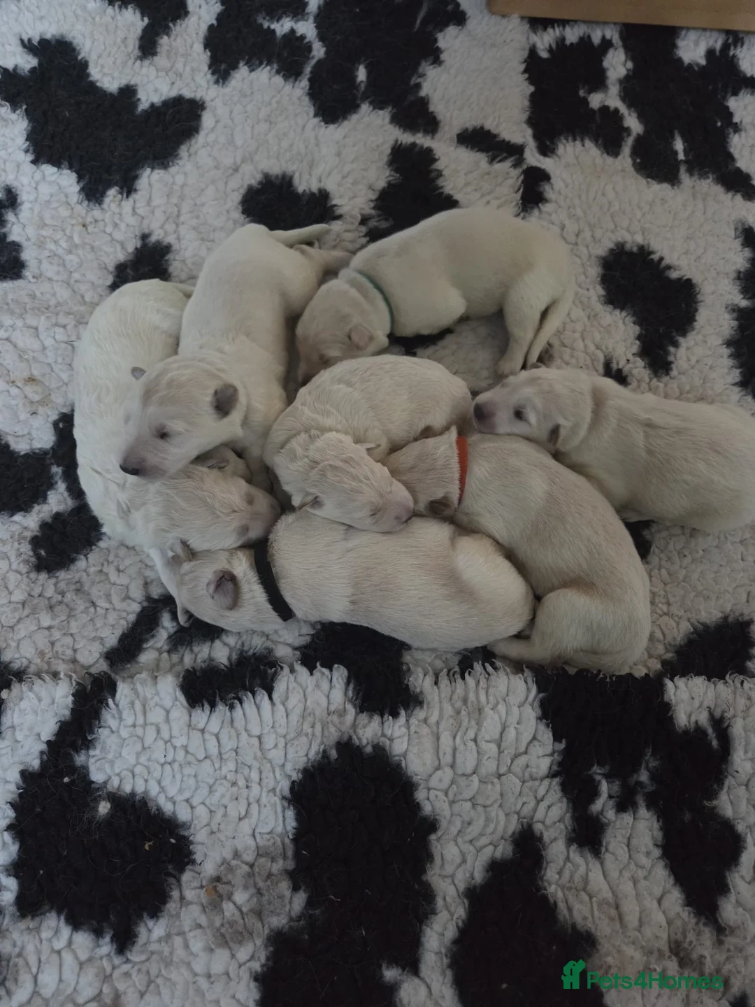 German Shepherd dogs for sale: German Shepherd Puppies  - Advert 4