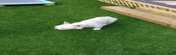 French Bulldog dogs for sale: Beautiful  French Bulldog Puppy - Advert 20