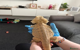 Bearded Dragon reptiles for sale: Rainbow Tiger Bearded Dragon - with full set up ⭐️ - Image 4