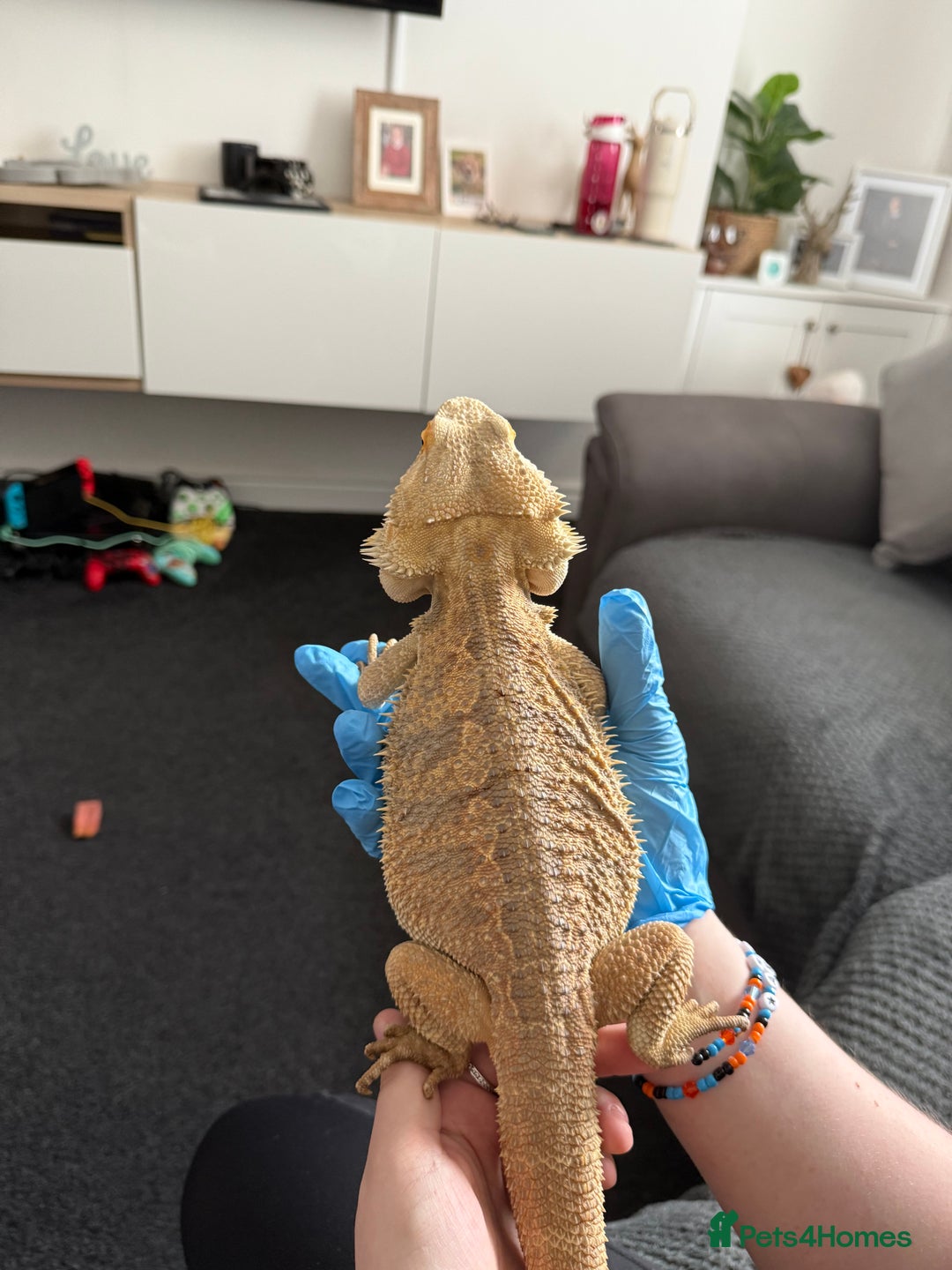 Bearded Dragon reptiles for sale: Rainbow Tiger Bearded Dragon - with full set up ⭐️ - Image 4