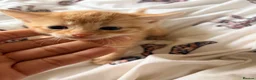 Domestic Shorthair cats for sale: 3 ginger and white boy kittens  in Cumnock - Advert 31