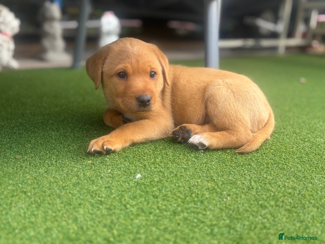 Labrador Retriever dogs for sale: 8 Kennel club reg  health tested chunky Labradors  - Image 37