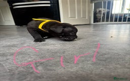 Mixed Breed dogs for sale: Cane Corso x American Bulldog puppies  - Image 11