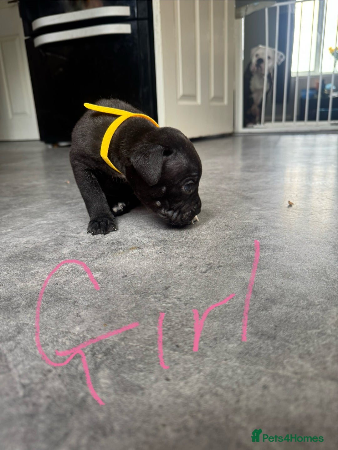 Mixed Breed dogs for sale: Cane Corso x American Bulldog puppies  - Image 11