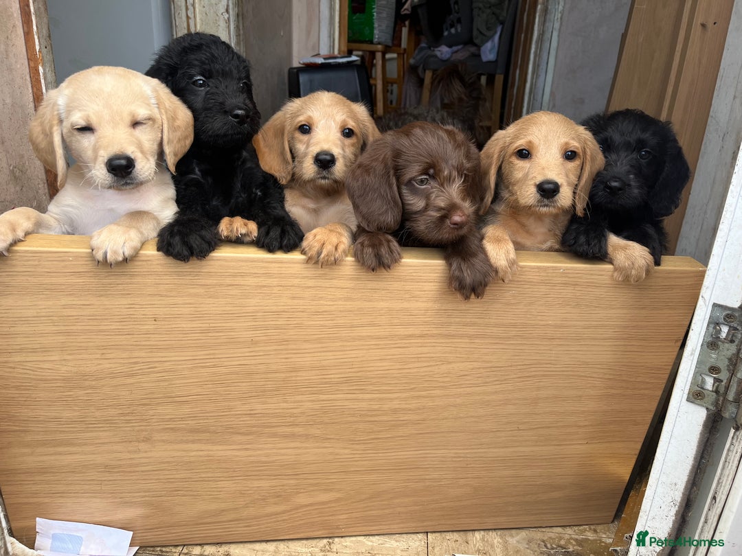 Mixed Breed dogs for sale: 1 male pup, 1 female pup ready now - Image 3
