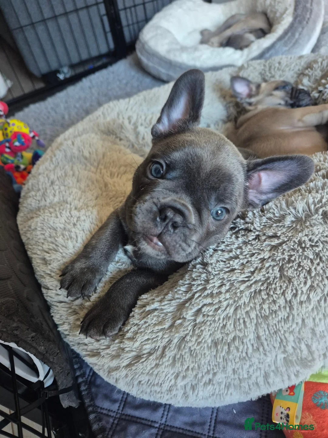Mixed Breed dogs for sale: Boston Terrier x french bulldog Hybrid in Canterbury - Advert 2