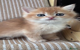 British Shorthair cats for sale: GCCF BSH BOY AND GIRL LEFT GOLDEN BLACK TIPPED  - Advert 24