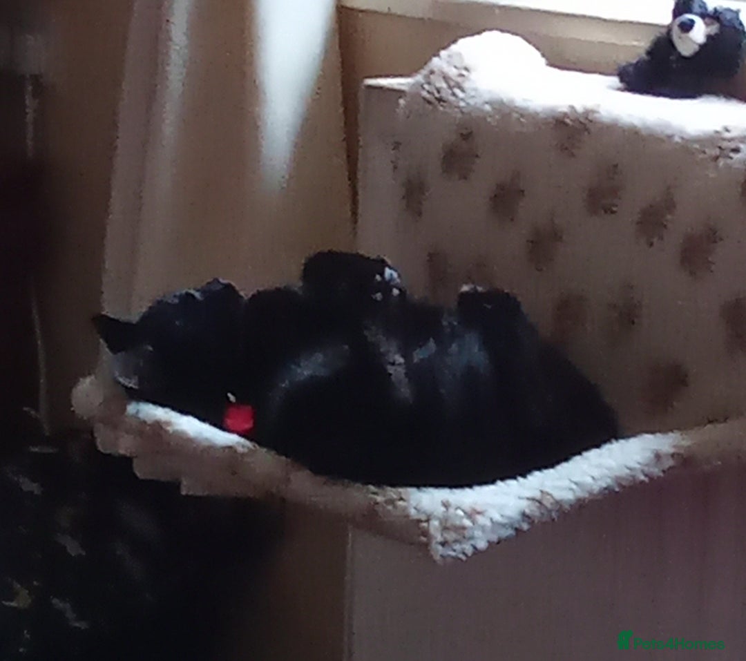 Domestic Shorthair cats for sale: Merlin needs a new forever home - Image 2