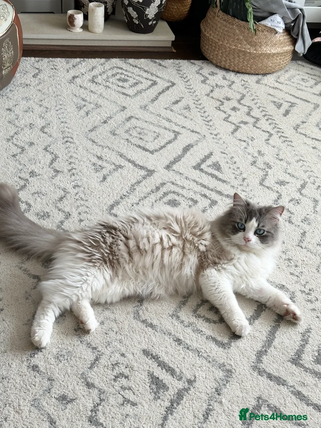 Ragdoll cats for sale: 🐾😺 3 Fluffy Ragdoll Kittens Waiting for You ♥♥♥ - Image 26