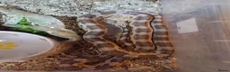 Corn Snake reptiles for sale: Bullsnakes and Cornsnakes  in Stockport - Advert 5
