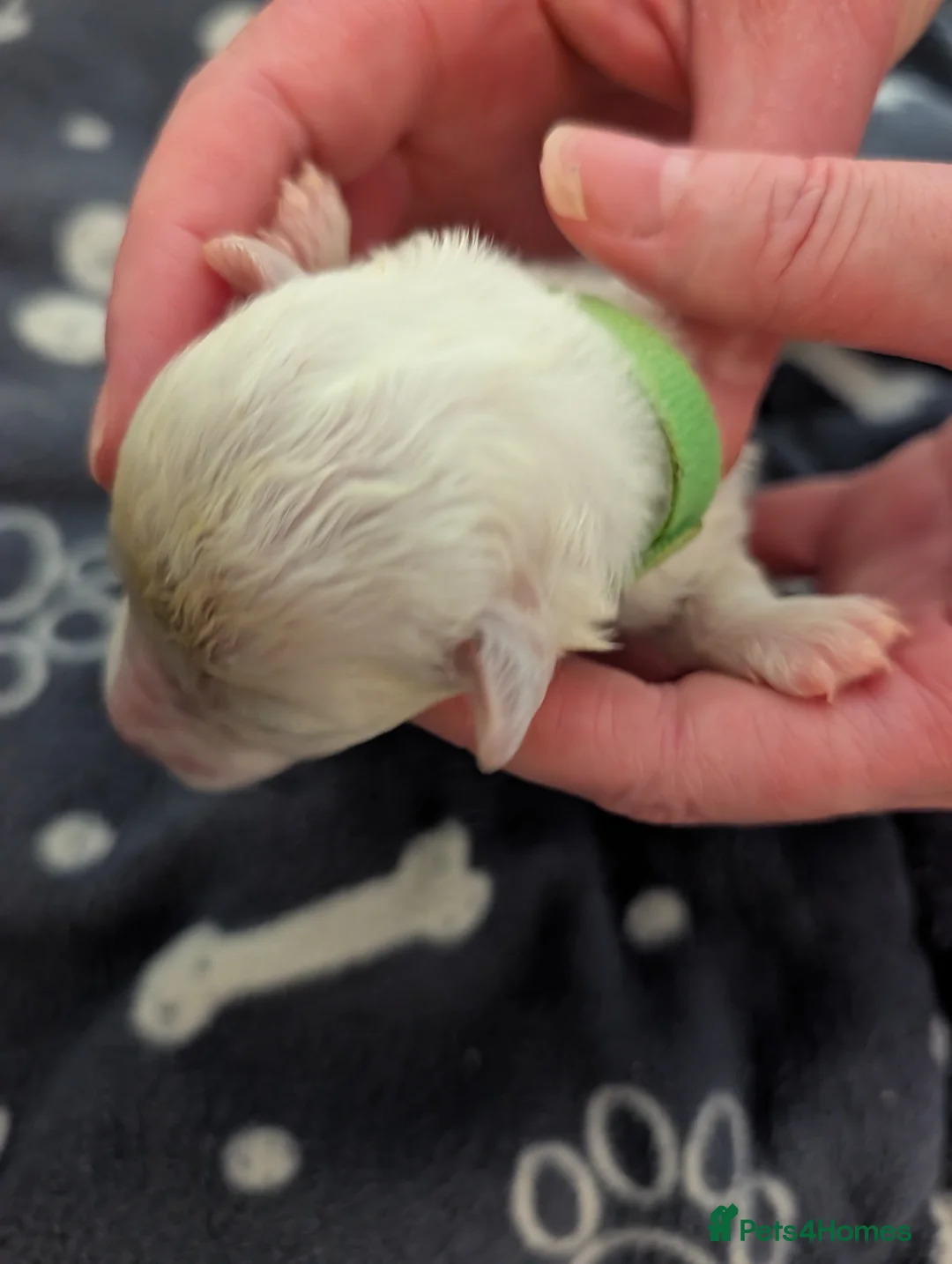 Bichon Frise dogs for sale: Cilla and Alfie have had puppies  - Advert 2