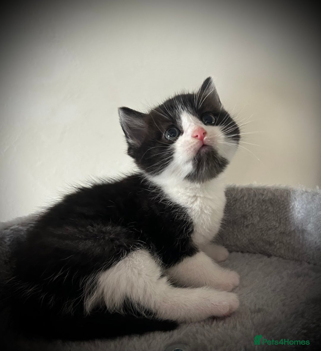Ragdoll cats for sale: Ragdoll x Kittens ( prices vary)  - Image 10