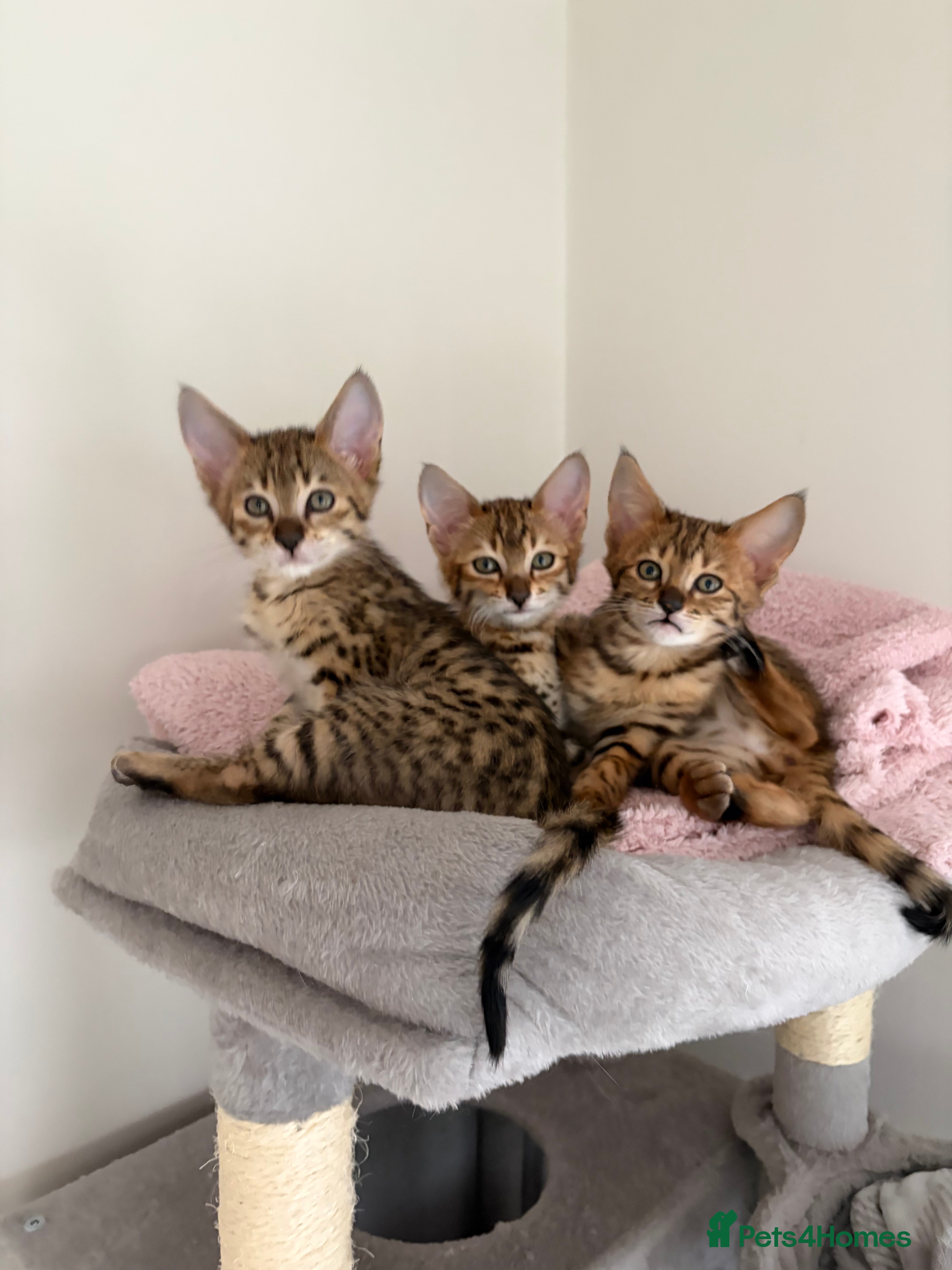 Savannah cats TICA F3 Savannah Kittens – Last Ever Litter  - Advert 14