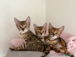 Savannah cats TICA F3 Savannah Kittens – Last Ever Litter - Advert 14