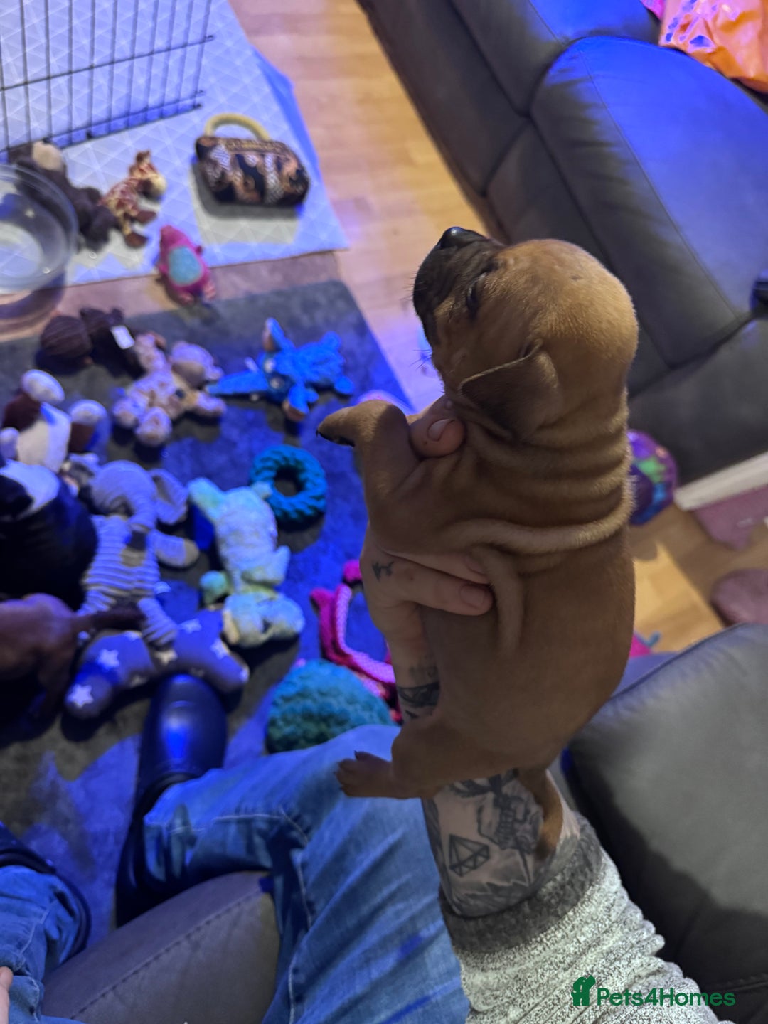 Staffordshire Bull Terrier dogs for sale: Stunning Female  Staffy x Pups - Advert 11