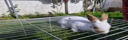 Mixed Breed rabbits for sale: bunnies in Plymouth - Advert 17