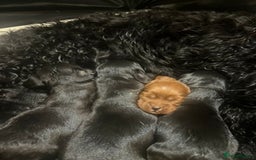 Cockapoo dogs for sale: Exceptional cockapoo pups- 1 Boy, 1 Girl left!! - Image 10
