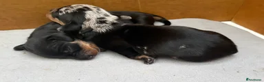 Dachshund 3