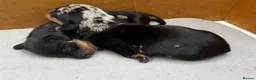 Dachshund dogs for sale: Beautiful dachshund puppies - Advert 9