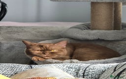 Mixed Breed cats for sale: Beautiful cinnamon female cat - Image 2