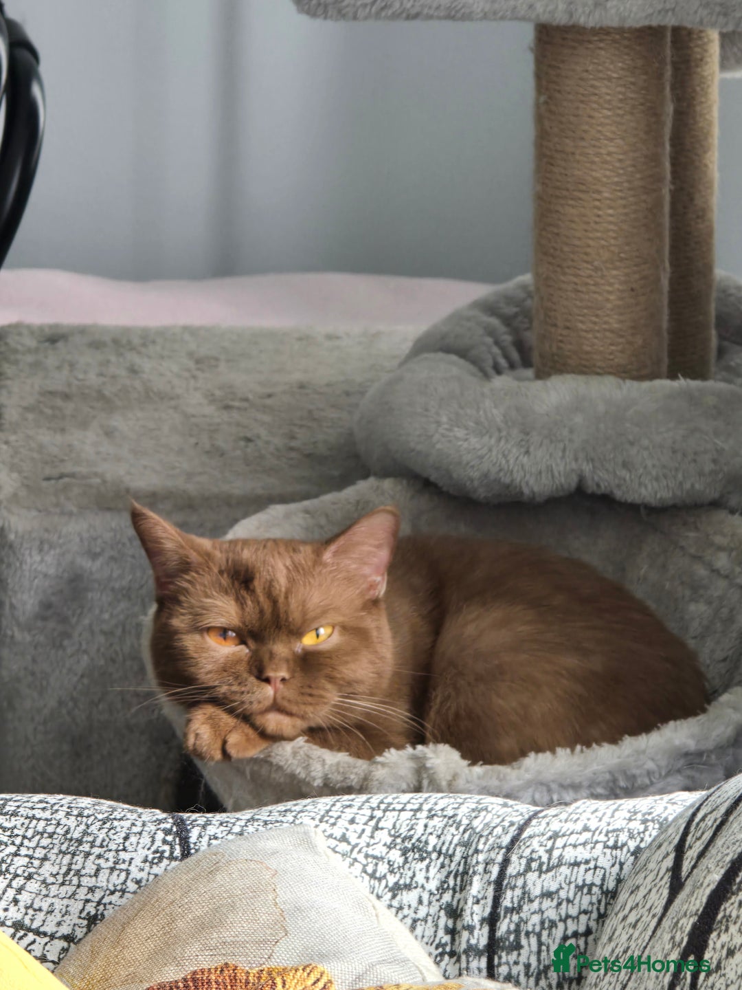 Mixed Breed cats for sale: Beautiful cinnamon female cat - Image 2