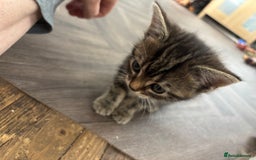 Mixed Breed cats for sale: Female cat - Image 3