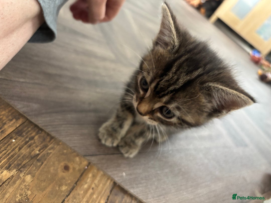 Mixed Breed cats for sale: Female cat - Image 3