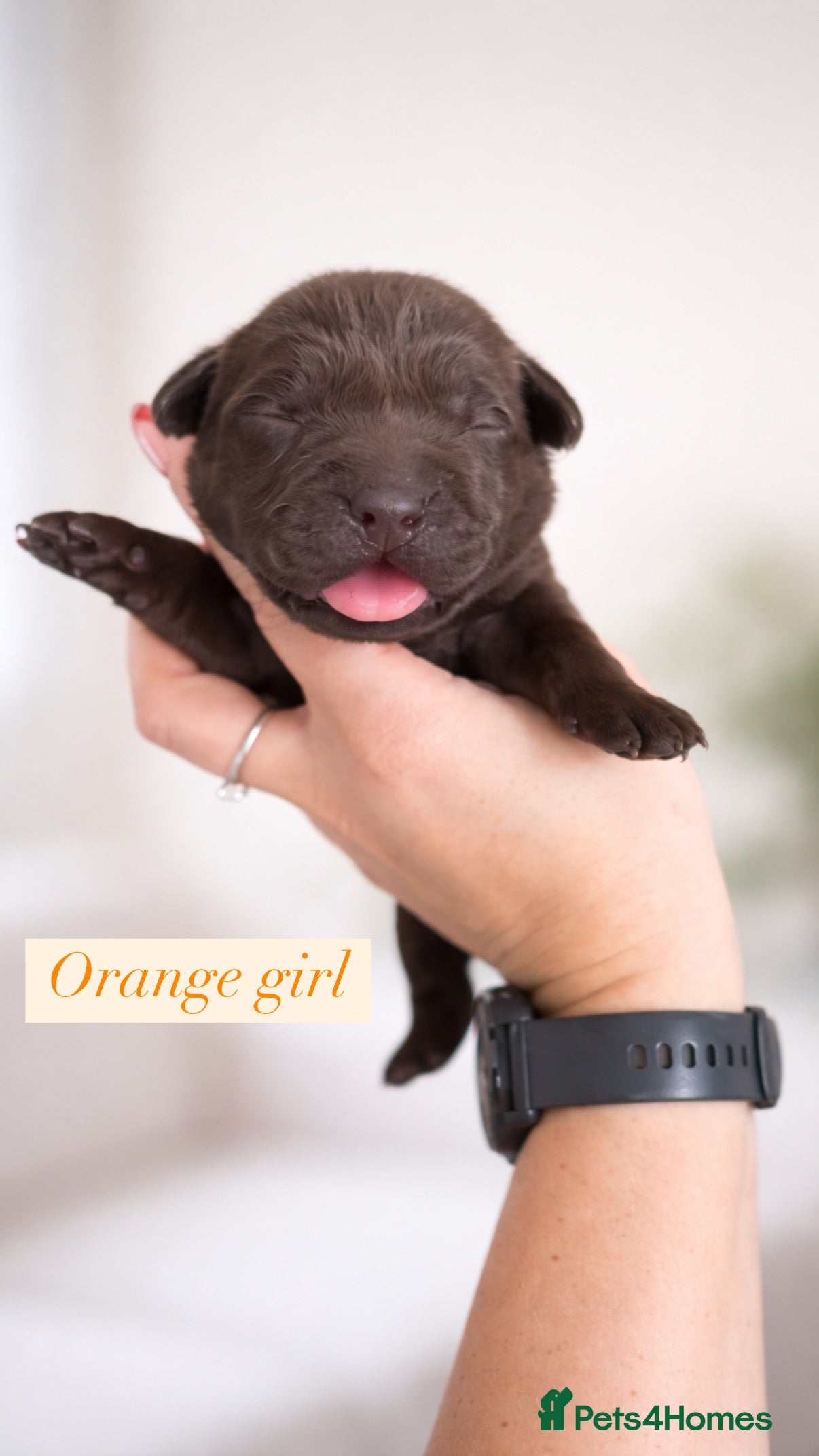 Labrador Retriever dogs Chocolate Labradors KC  - Advert 10