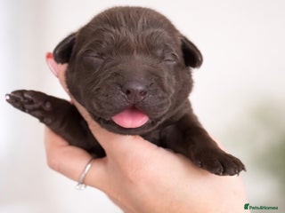 Labrador Retriever dogs Chocolate Labradors KC - Advert 10