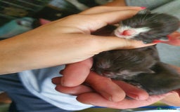 Mixed Breed cats for sale: One little black and white boy left - Image 7