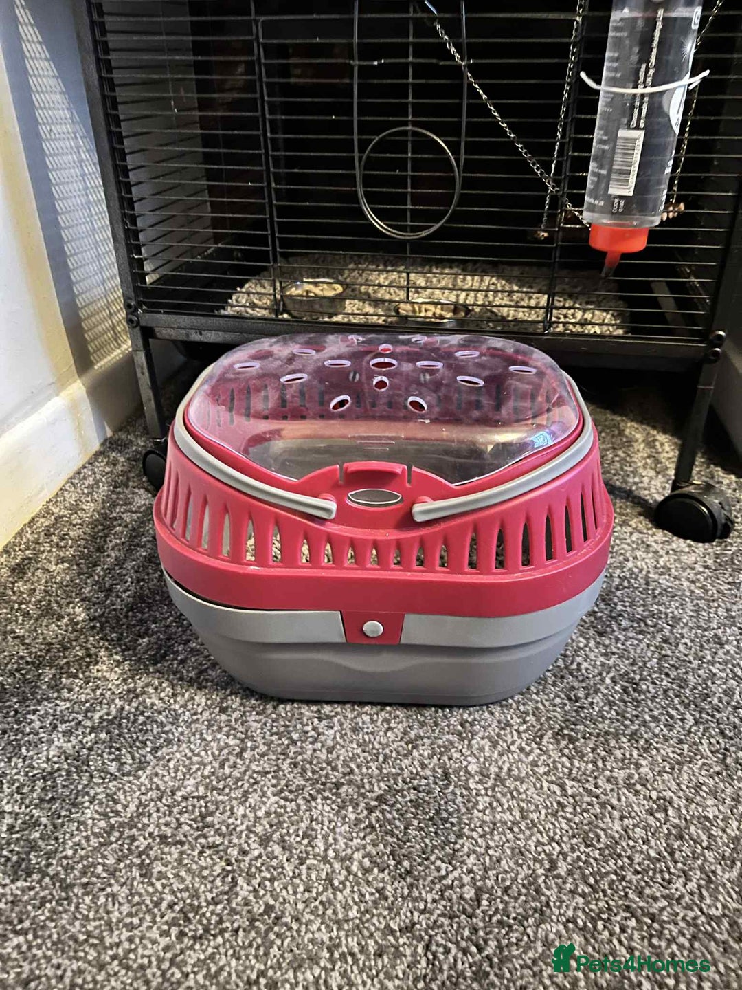 Rat rodents for sale: 2x Male Rats with Cage+carrier - Advert 7