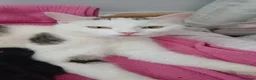 Mixed Breed cats for sale: 5 beautiful kittens - Advert 1