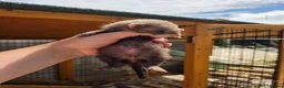 Ferret rodents for sale: Ferret kits - Advert 4