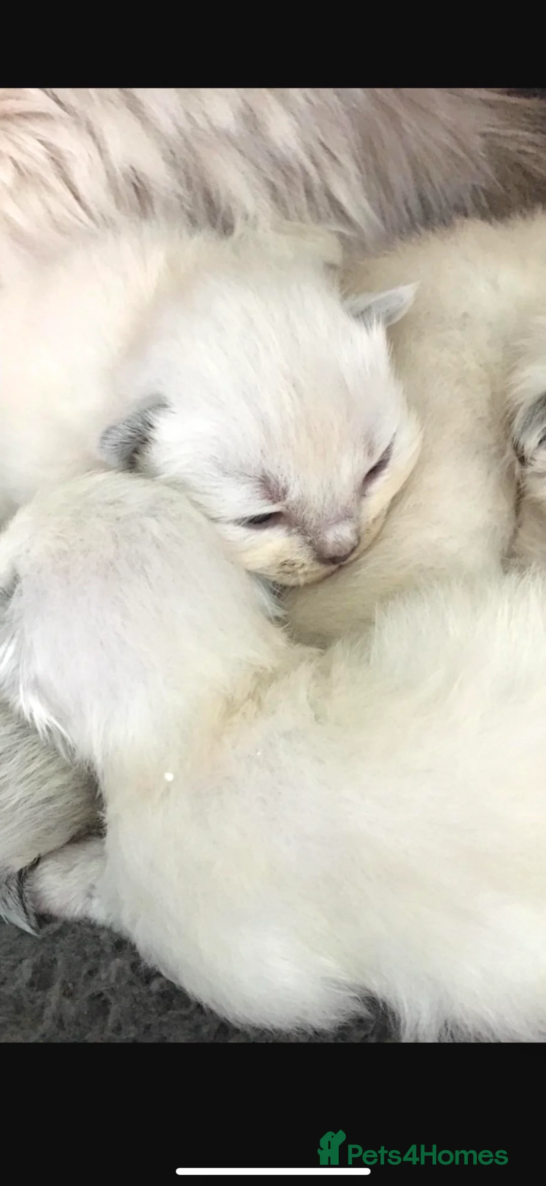 Ragdoll cats for sale: ❤️ WAITING LIST NOW OPEN !!!! ❤️ - Advert 2