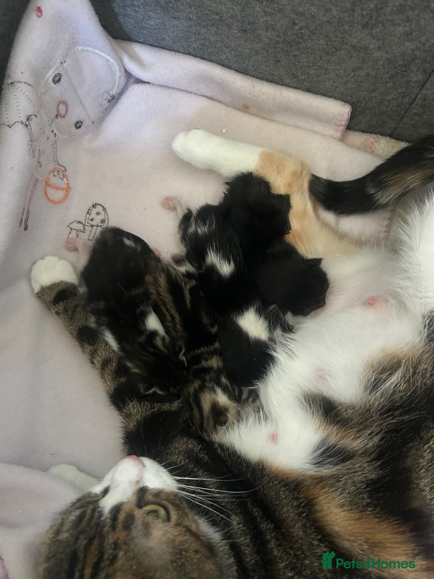 Mixed Breed cats 4 beautiful playful kittens for sale  - Advert 6