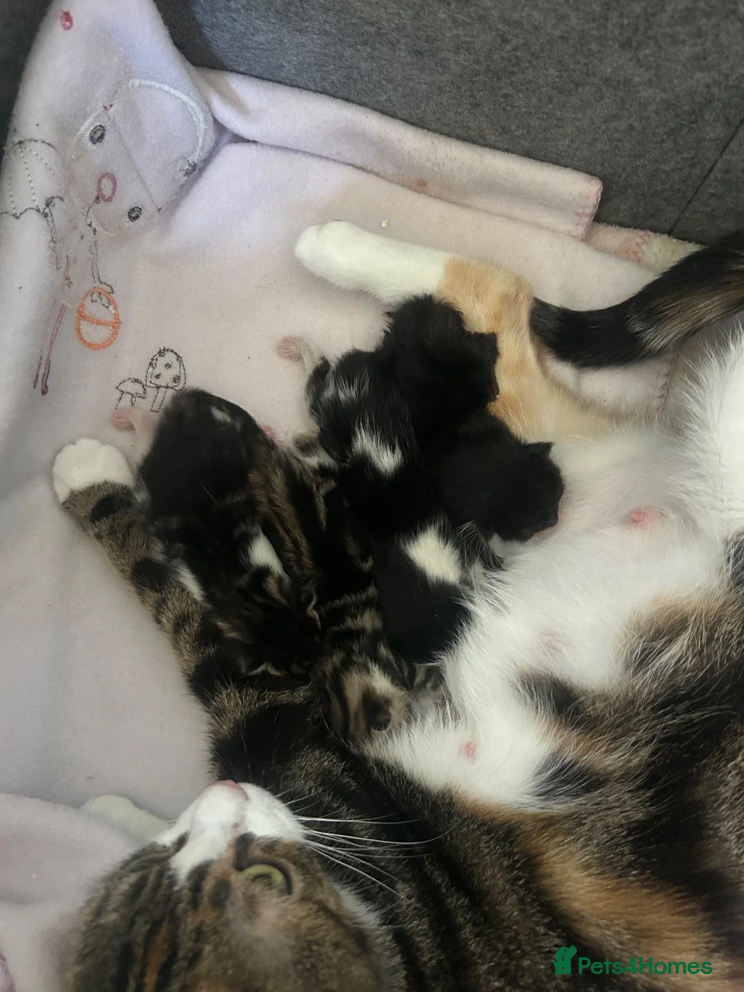 Mixed Breed cats for sale: 4 beautiful playful kittens for sale  - Advert 1