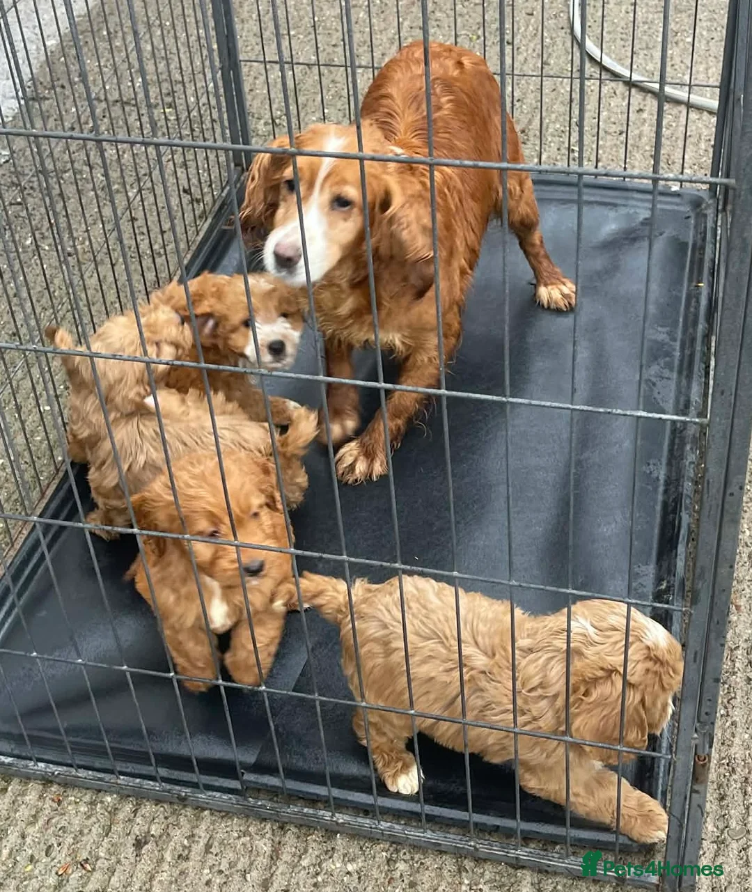 Cockapoo dogs for sale: Beautiful cockerpoo pups - Advert 25