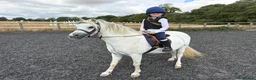 Welsh Section A horses for sale: 10yrs 11.2hh Welsh section a mare  in Wisbech - Advert 3