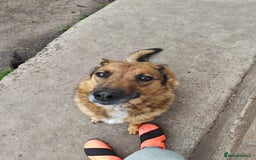 Mixed Breed dogs for adoption: 💖🐶 LARA 🐶💖 - Image 5